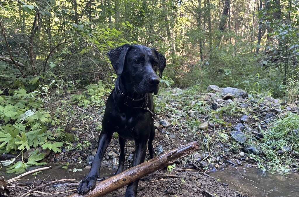 How to Train Your Dog to Stay Calm in Public: Cafés, Parks, and Trails