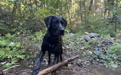 How to Train Your Dog to Stay Calm in Public: Cafés, Parks, and Trails