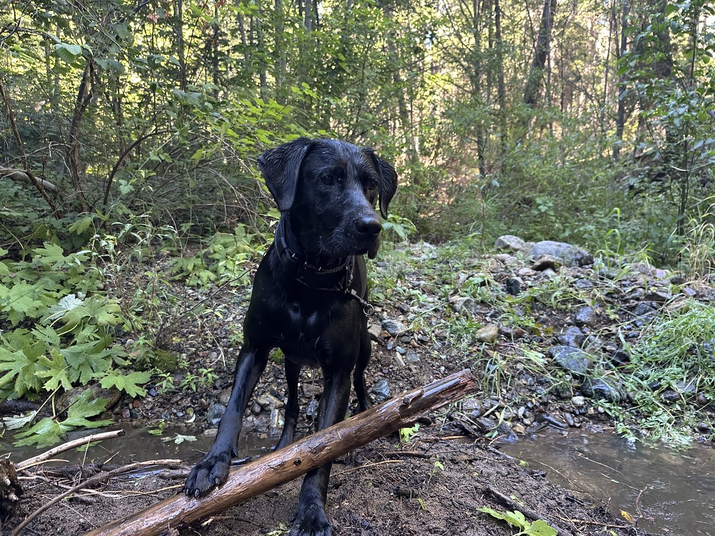 Black lab calmly observes its surroundings while hiking with dog trainer near San Diego, CA.
