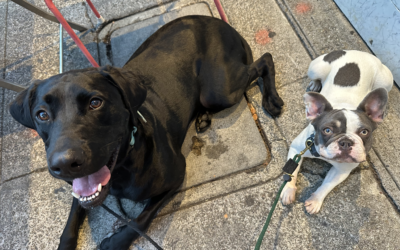 The Basics of Balanced Dog Training: What It Means and Why It Works