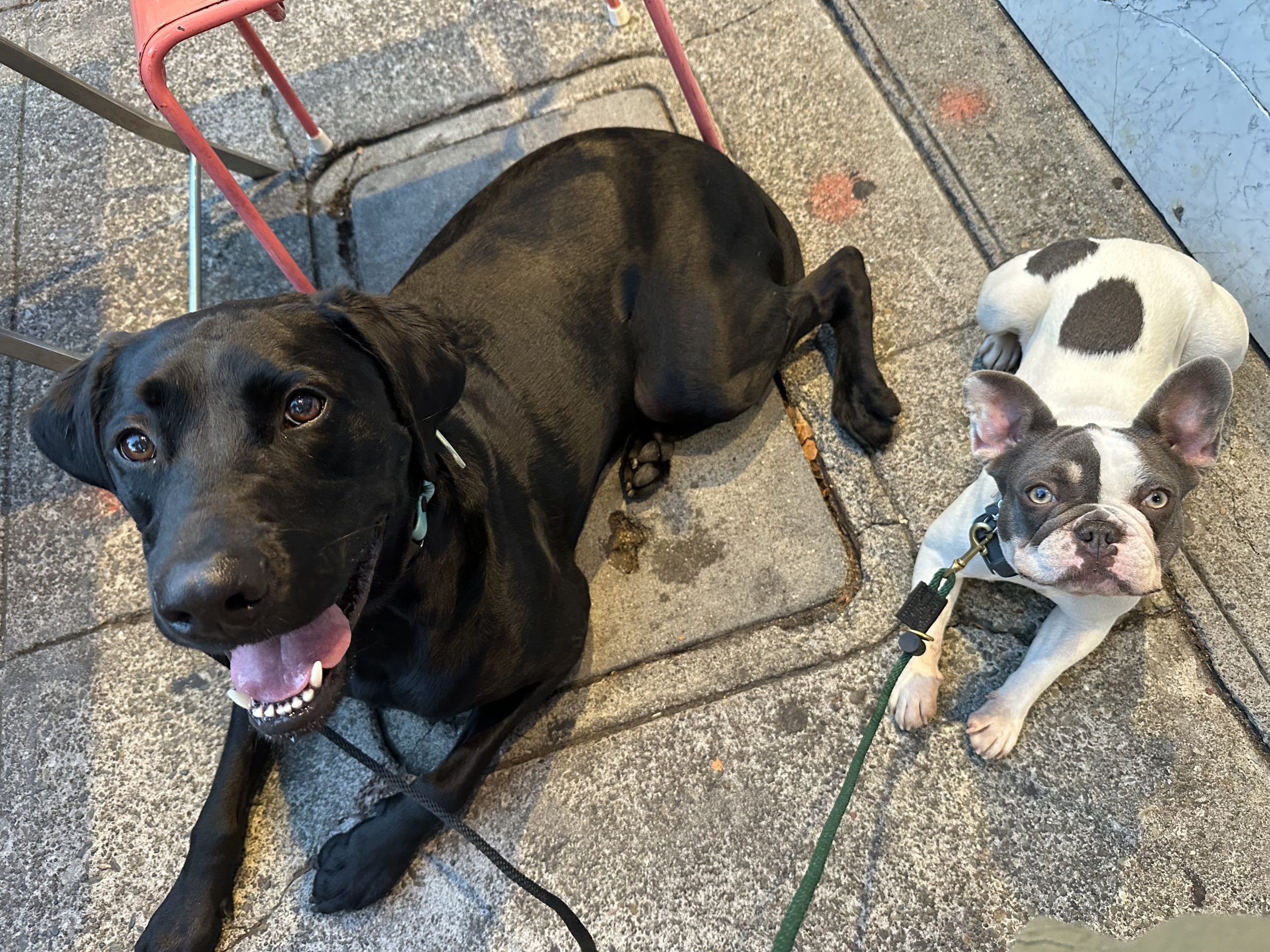 A black lab and a French bulldog sit patiently waiting for the dog trainer's commands in a public seating area.