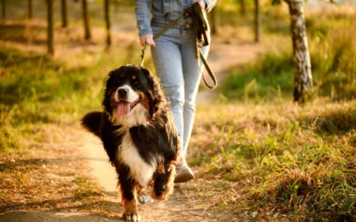 Why Dogs Pull on the Leash & How to Fix It in San Diego