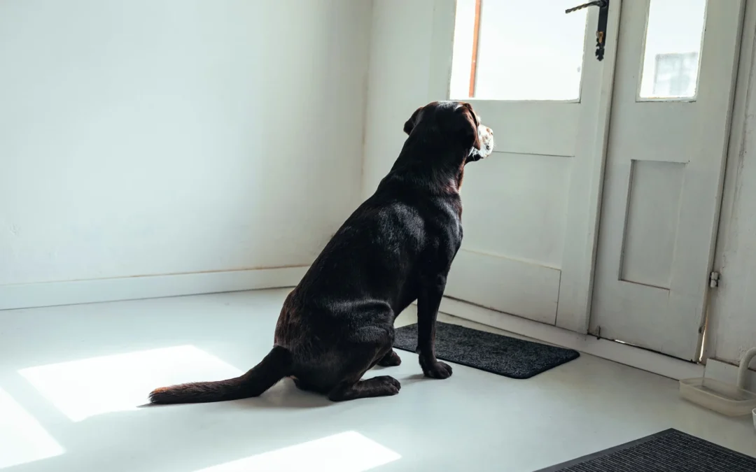 Easing Your Dog Through the Back-to-School Routine Change in Escondido