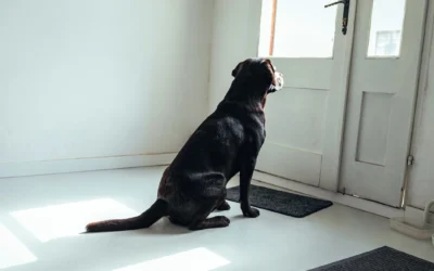 Easing Your Dog Through the Back-to-School Routine Change in Escondido